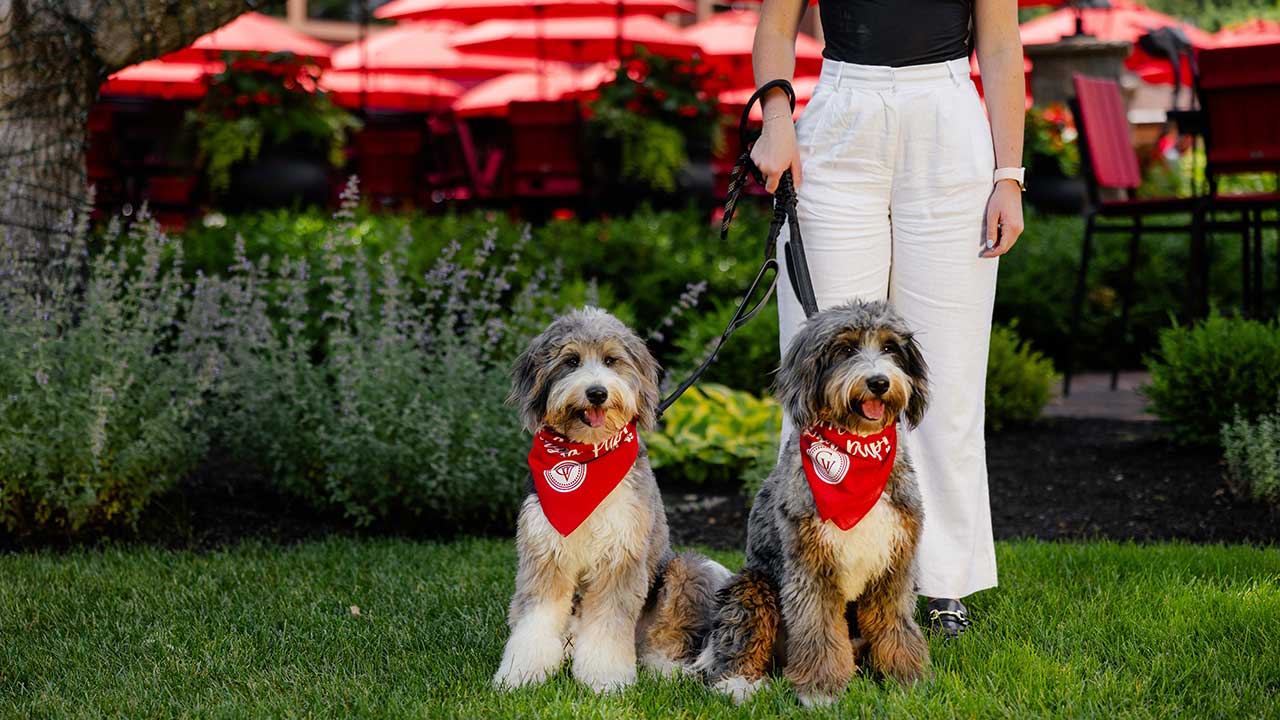 Two fluffy dogs wearing red Gervasi Vineyard bandanas sit on the lawn at The Piazza, a dog-friendly summer dining spot at Gervasi Vineyard in Canton, Ohio.