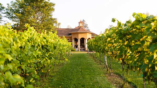 View of Gervasi Vineyard’s Vineyard Pavilion through lush grapevines, ideal for corporate retreats and group events.