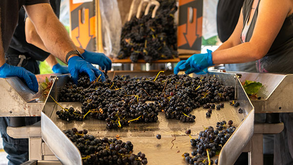 Gervasi Vineyard team members wearing gloves sort clusters of dark grapes on a stainless steel conveyor during harvest season.