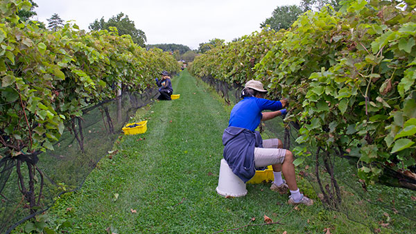 Workers hand-harvesting grapes in Gervasi Vineyard’s lush green vines during the fall harvest.