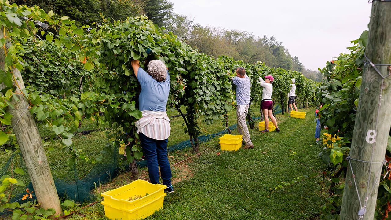 Guests participating in grape harvest at Gervasi Vineyard, carefully hand-picking clusters from lush rows of vines during the fall season.