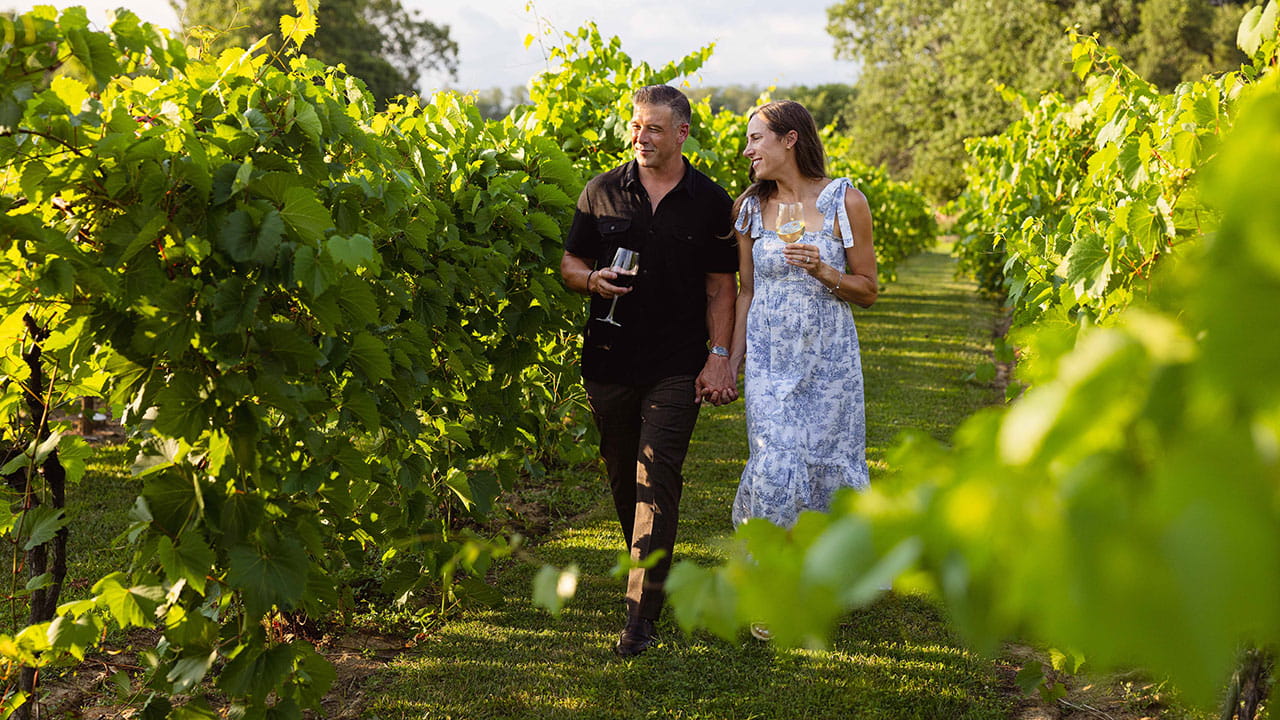Couple strolling through vibrant vineyard rows at Gervasi Vineyard, enjoying a glass of wine and the late summer atmosphere.